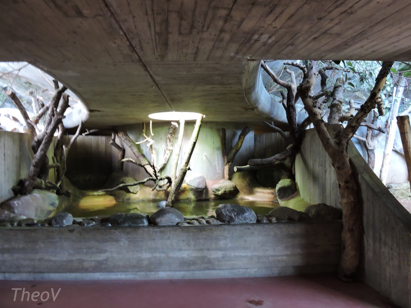 Pygmy hippopotamus exhibit - Afrikahaus [2015]