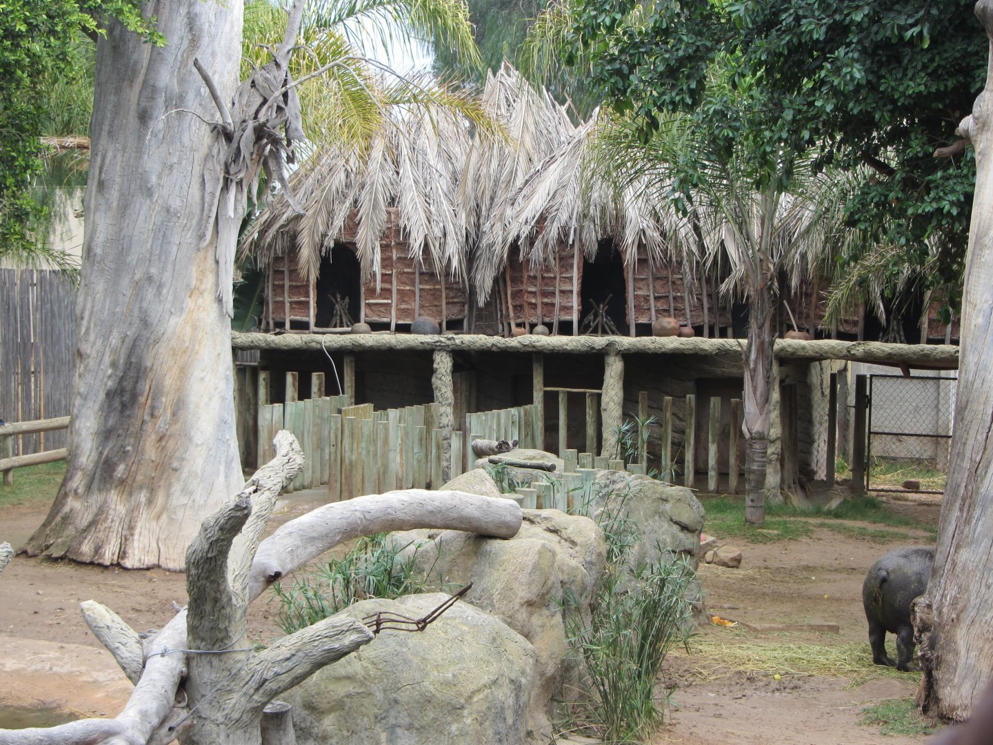 Pygmy Hippopotamus Exhibit Detail