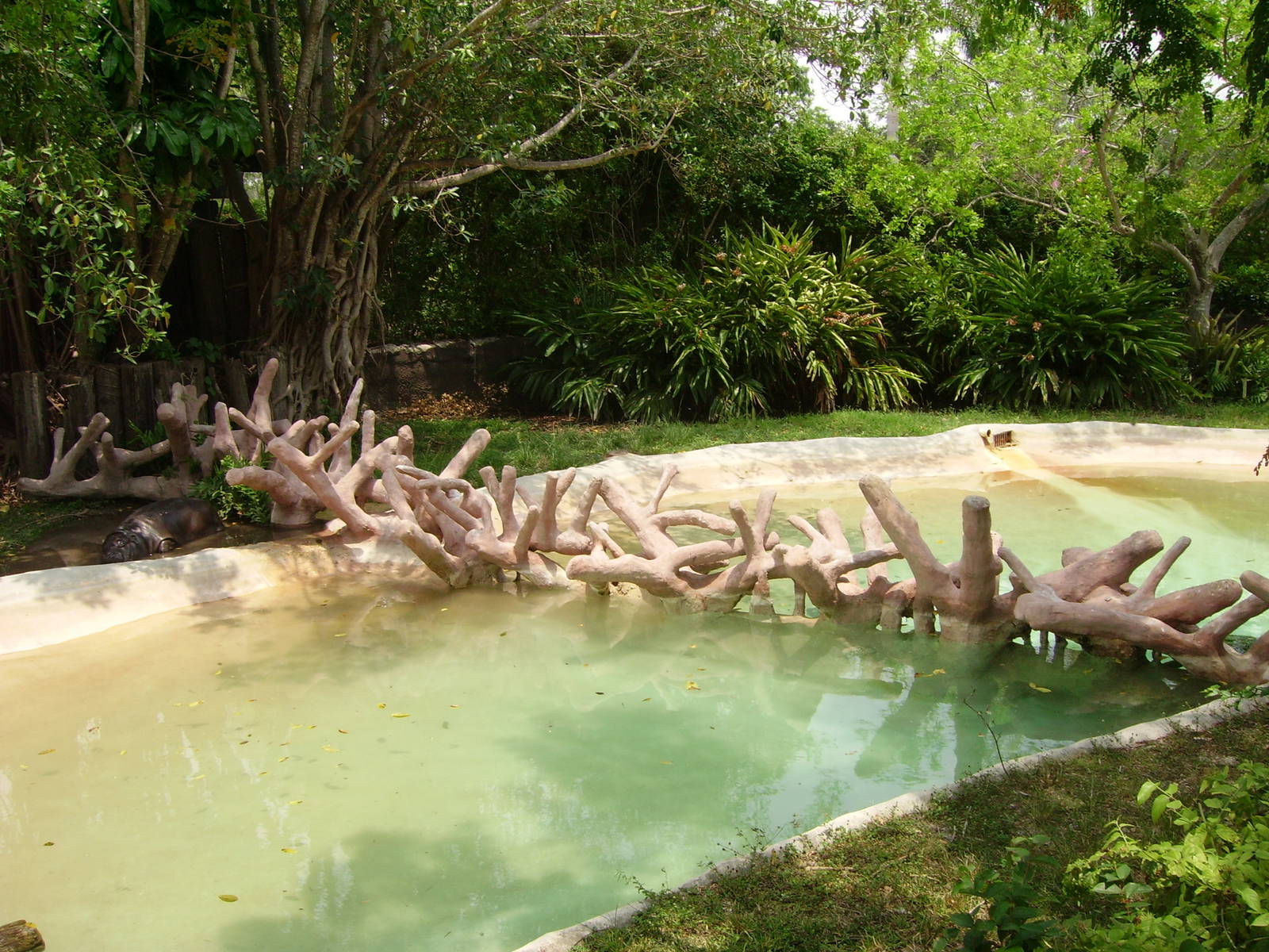 Pygmy Hippopotamus exhibit - Miami Metrozoo