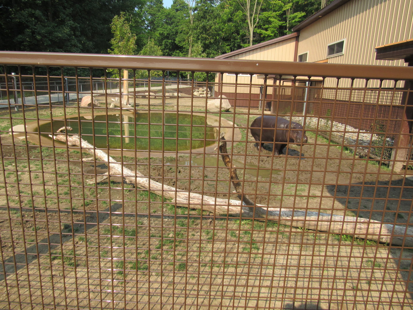 Pygmy Hippopotamus Exhibit (New in 2022)