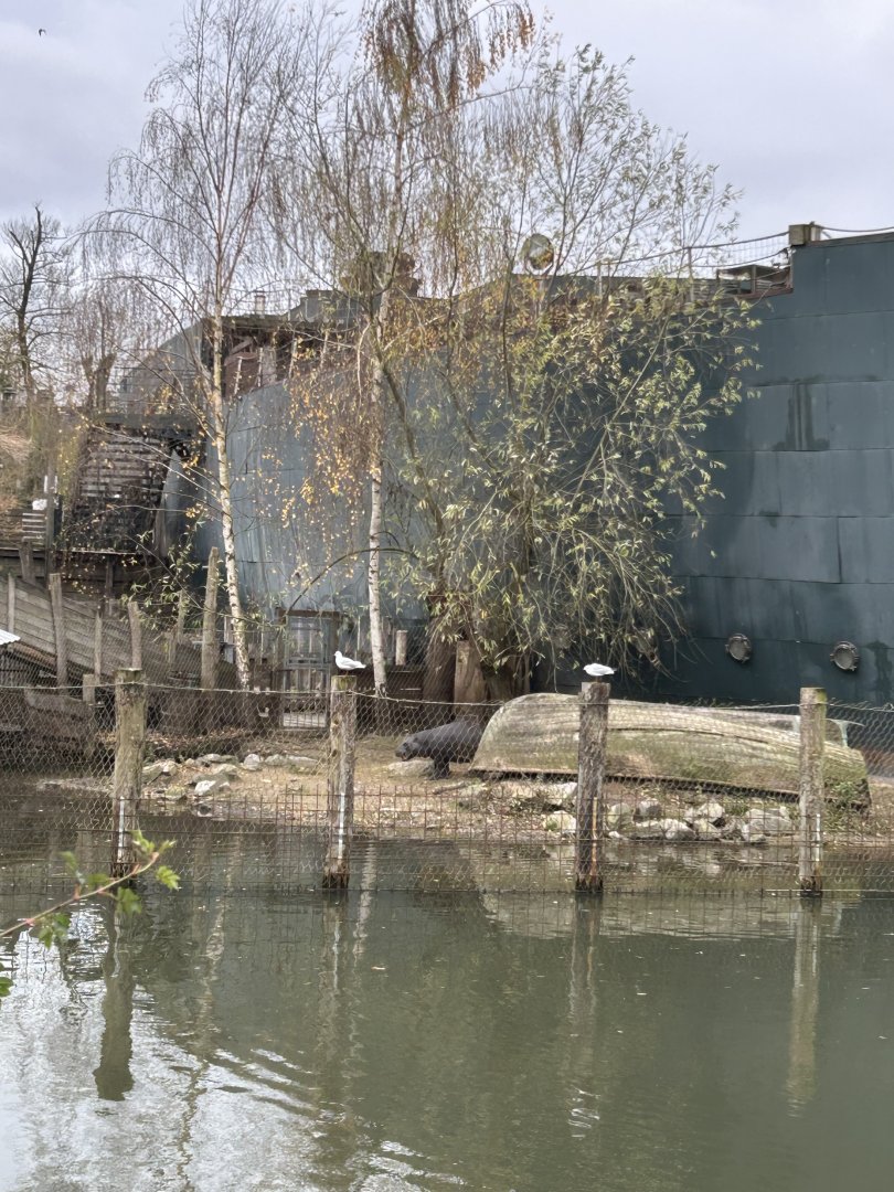 Pygmy hippopotamus exhibit seen from the train route