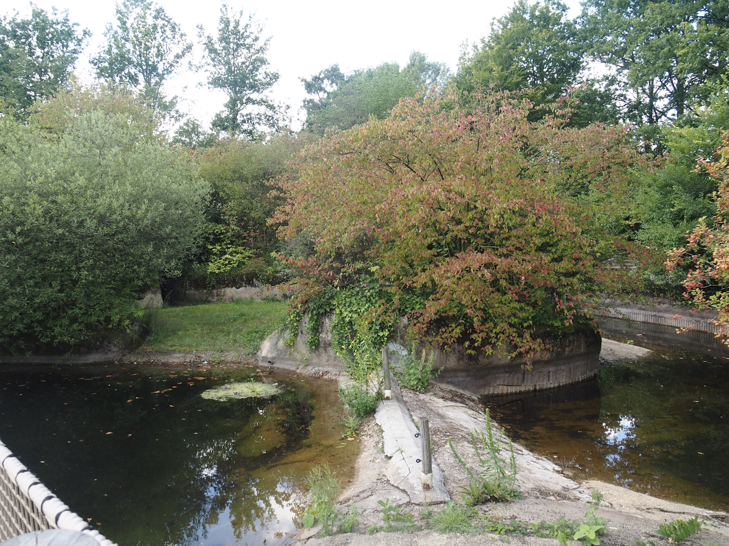 Pygmy hippopotamus exhibit undergoing renovation, 2024-08-21
