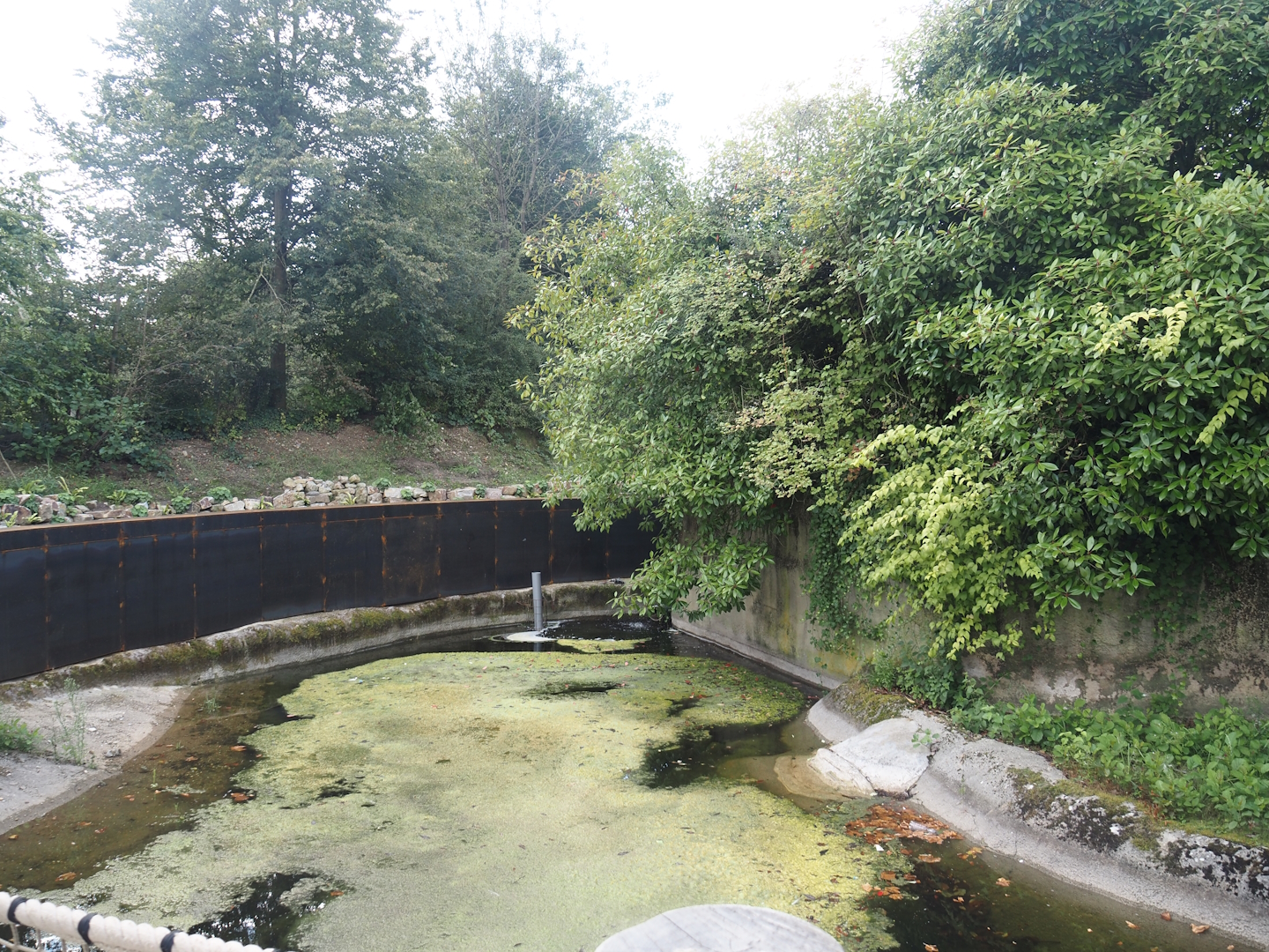 Pygmy hippopotamus exhibit undergoing renovation, 2024-08-21