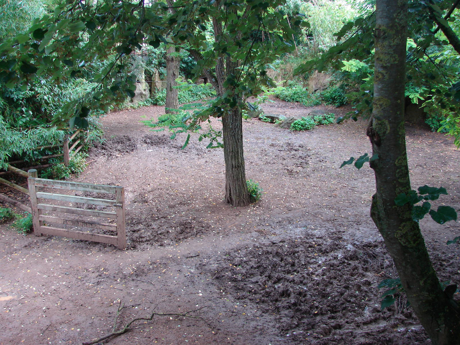 Pygmy hippopotamus exhibit