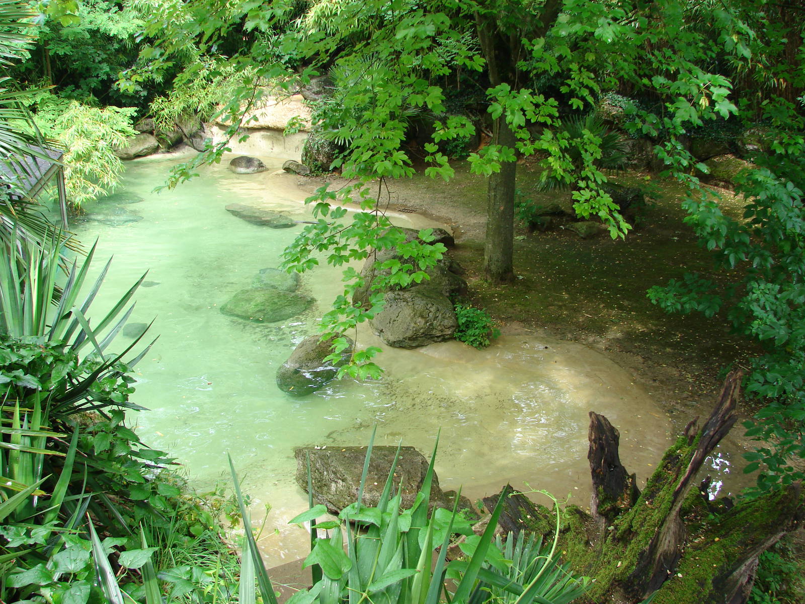 Pygmy hippopotamus exhibit