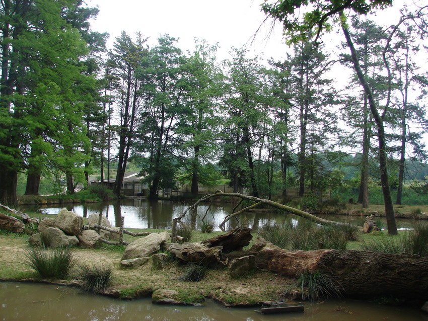 Pygmy hippopotamus exhibit