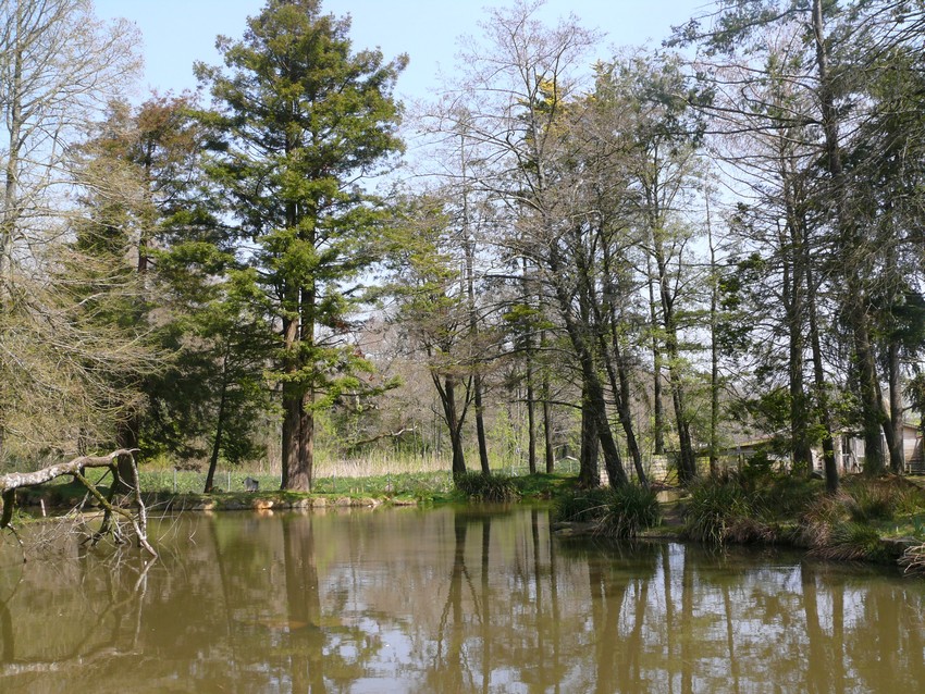 Pygmy hippopotamus exhibit