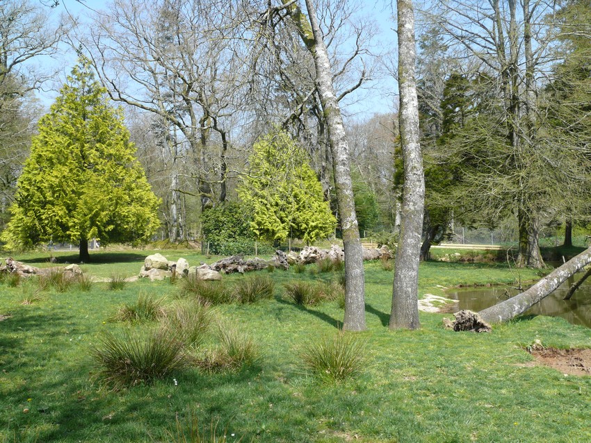 Pygmy hippopotamus exhibit