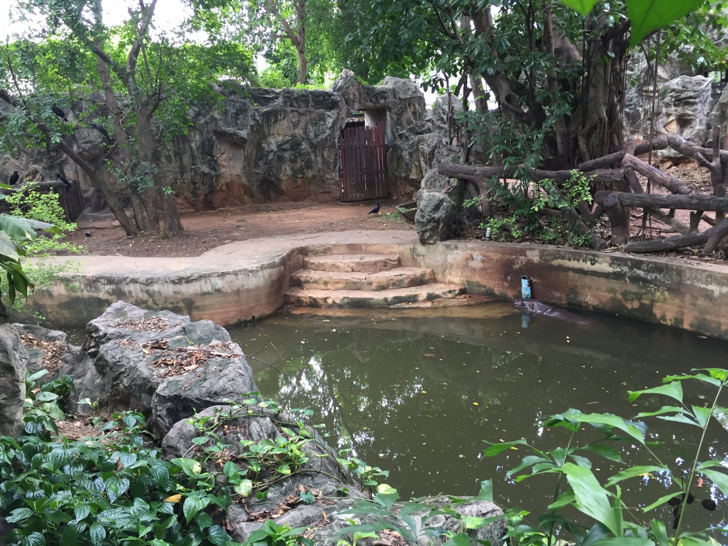 Pygmy Hippopotamus Exhibit