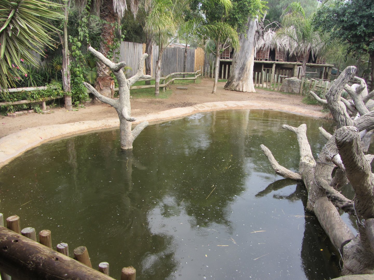 Pygmy Hippopotamus Exhibit