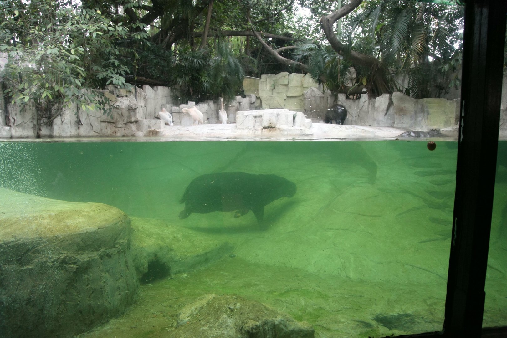 Pygmy hippopotamus exhibit