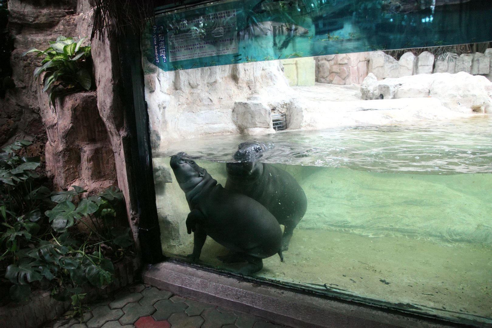 Pygmy hippopotamus exhibit
