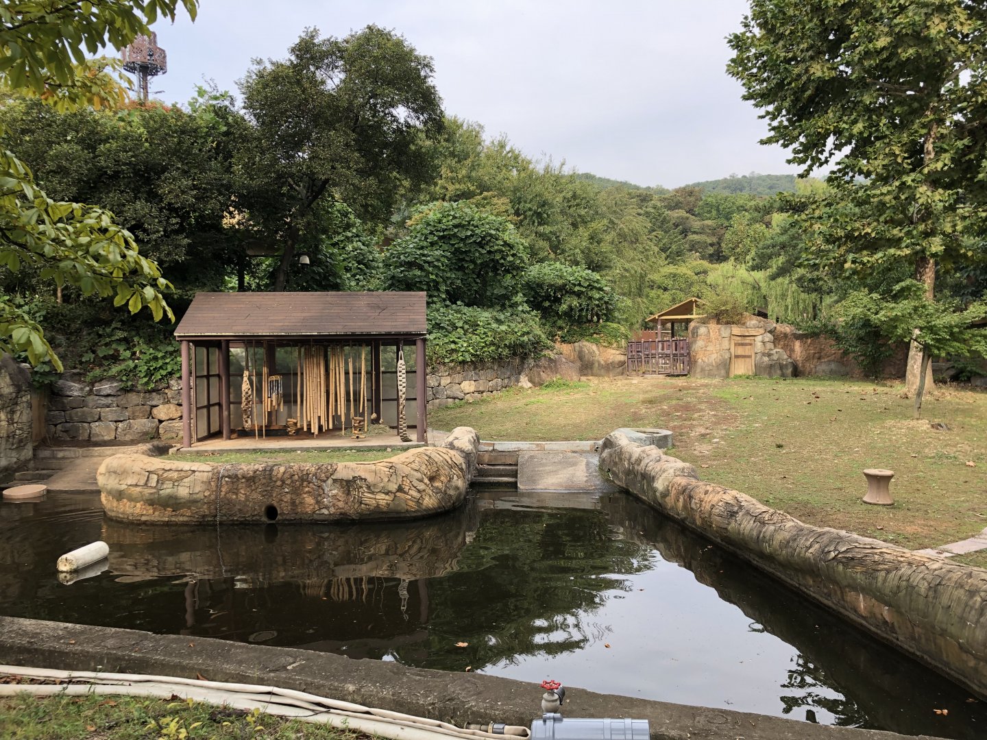 Pygmy Hippopotamus Exhibit
