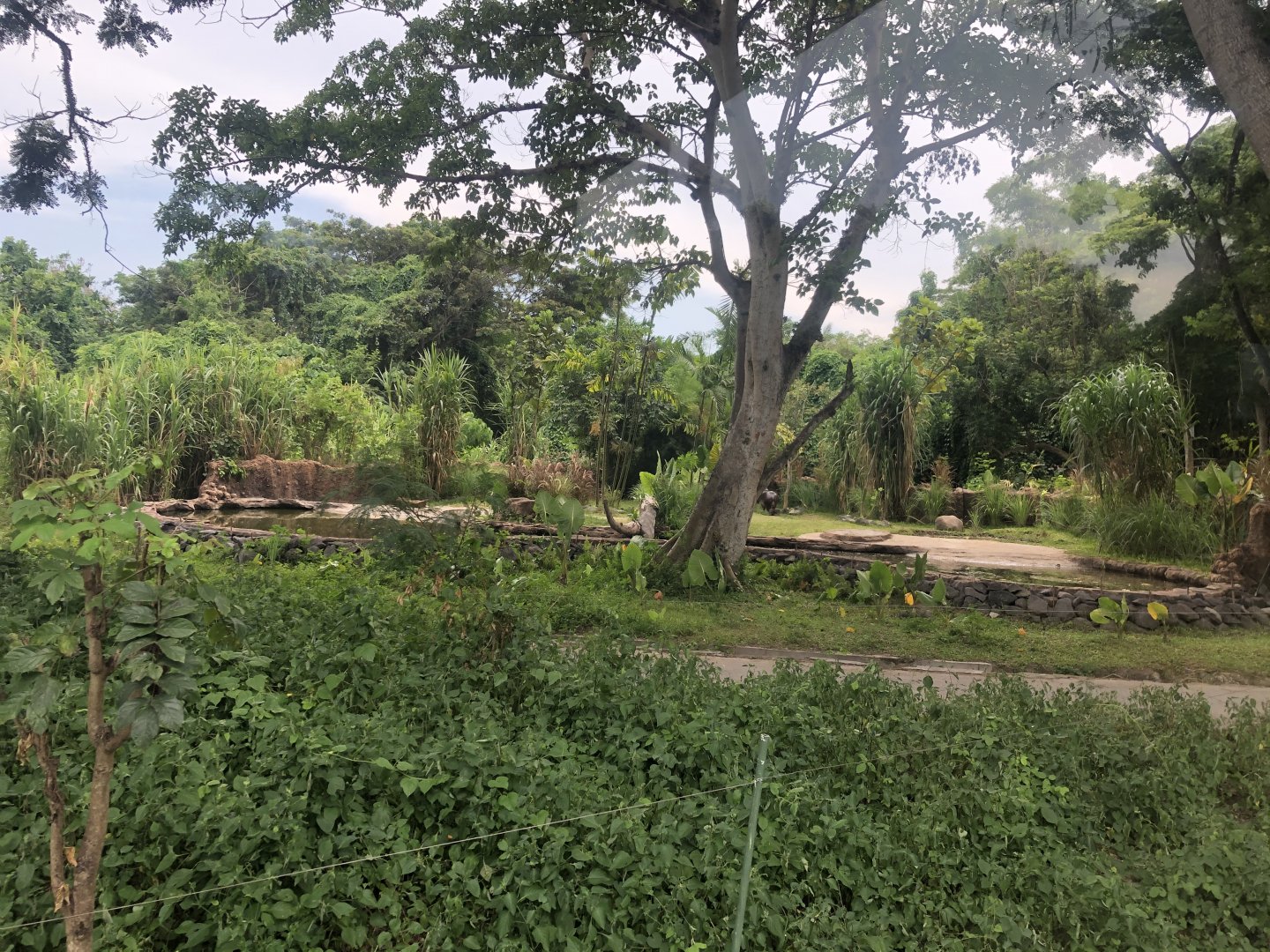 Pygmy Hippopotamus Exhibit