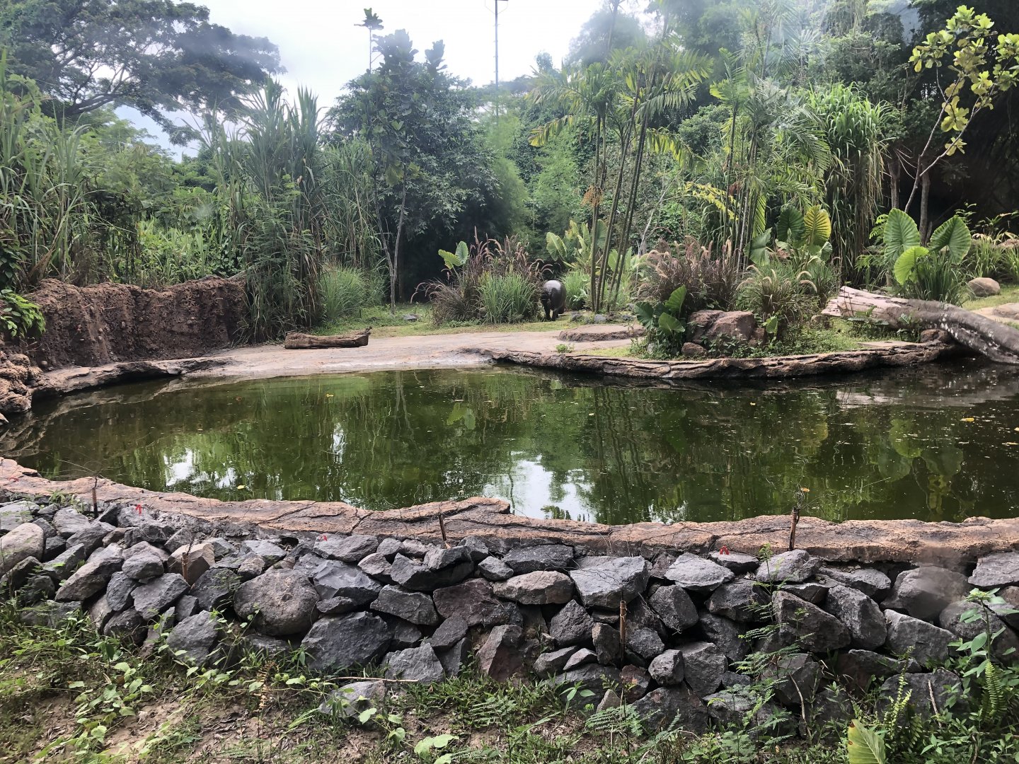Pygmy Hippopotamus Exhibit