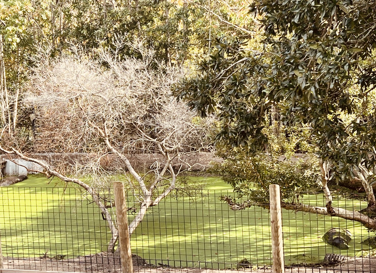 Pygmy Hippopotamus Exhibit