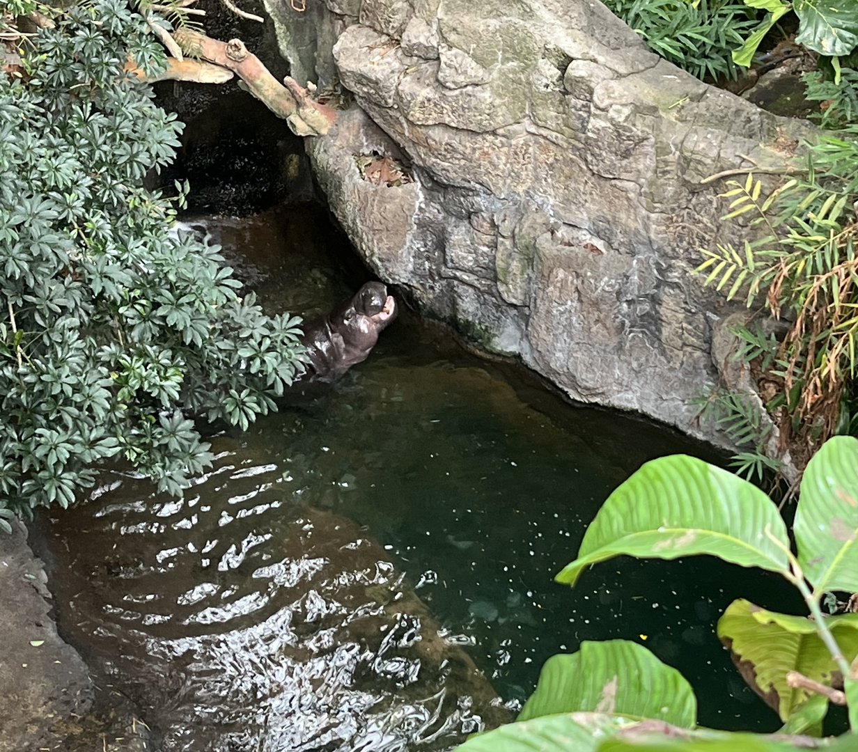Pygmy Hippopotamus Exhibit