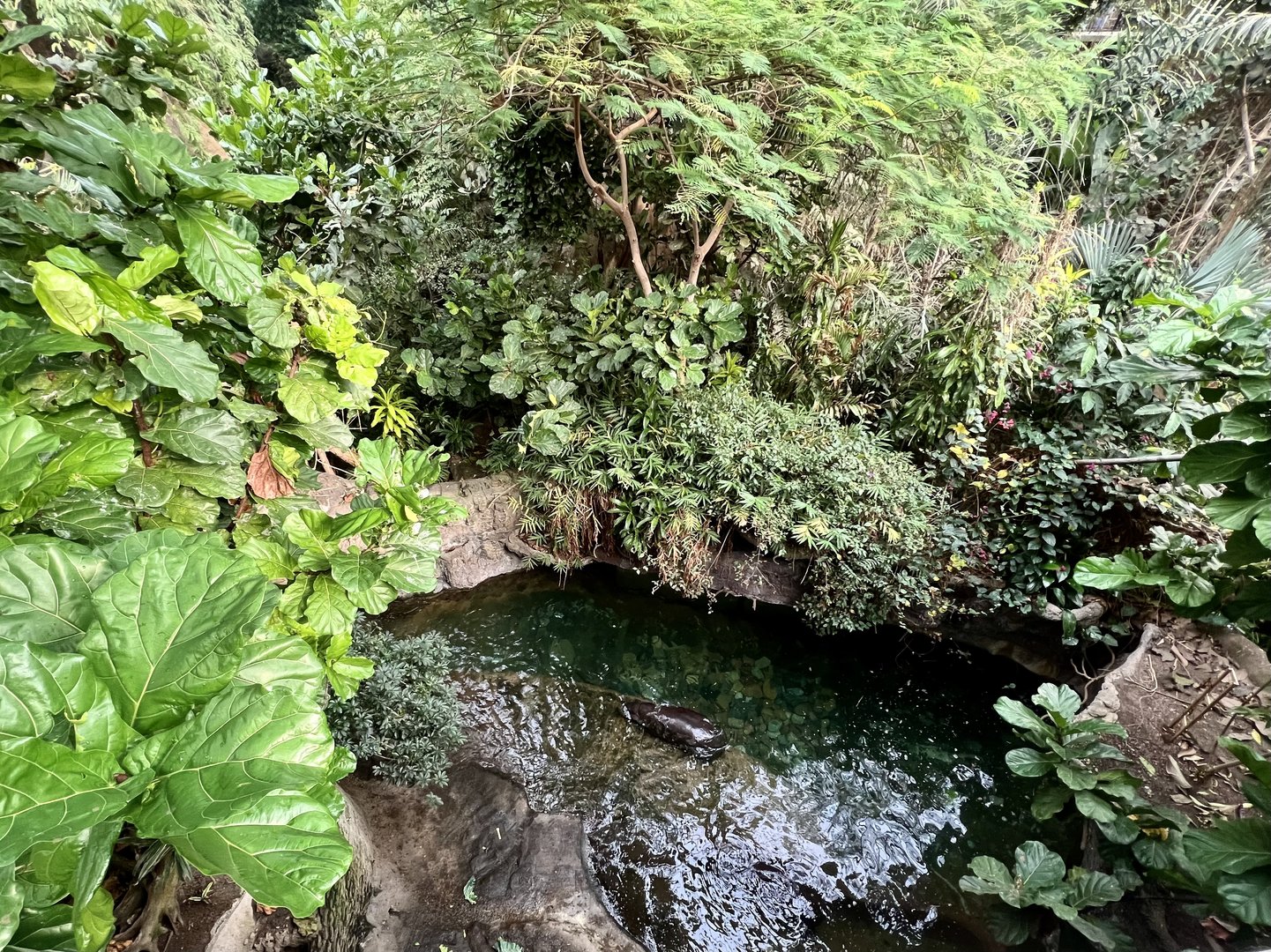 Pygmy Hippopotamus Exhibit