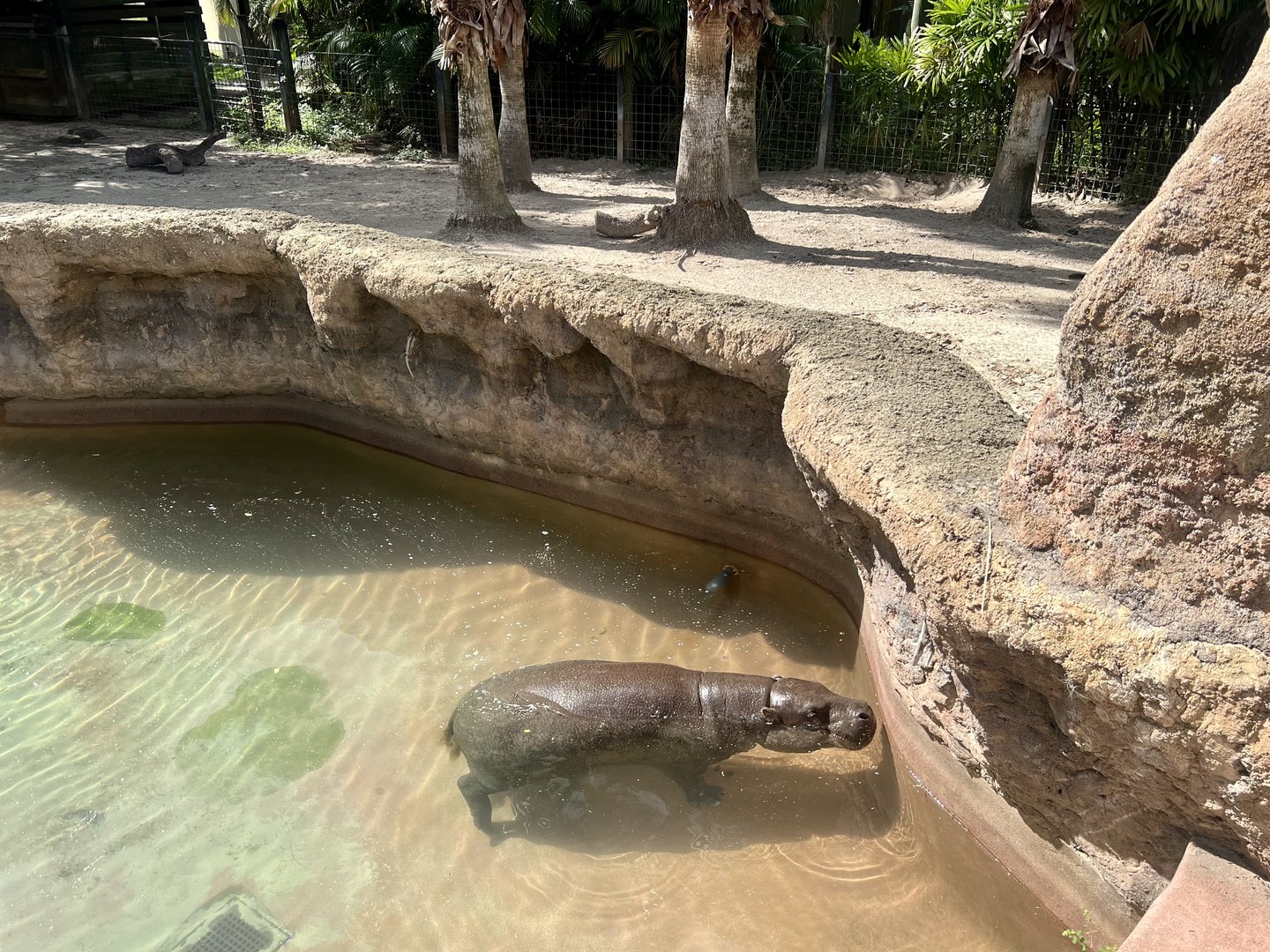 Pygmy Hippopotamus Exhibit