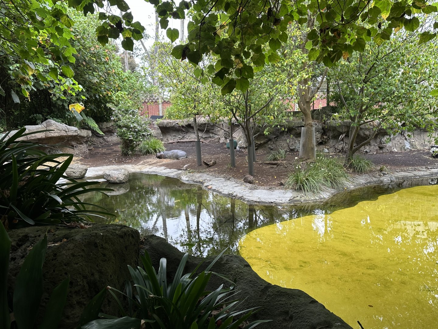 Pygmy Hippopotamus Exhibit