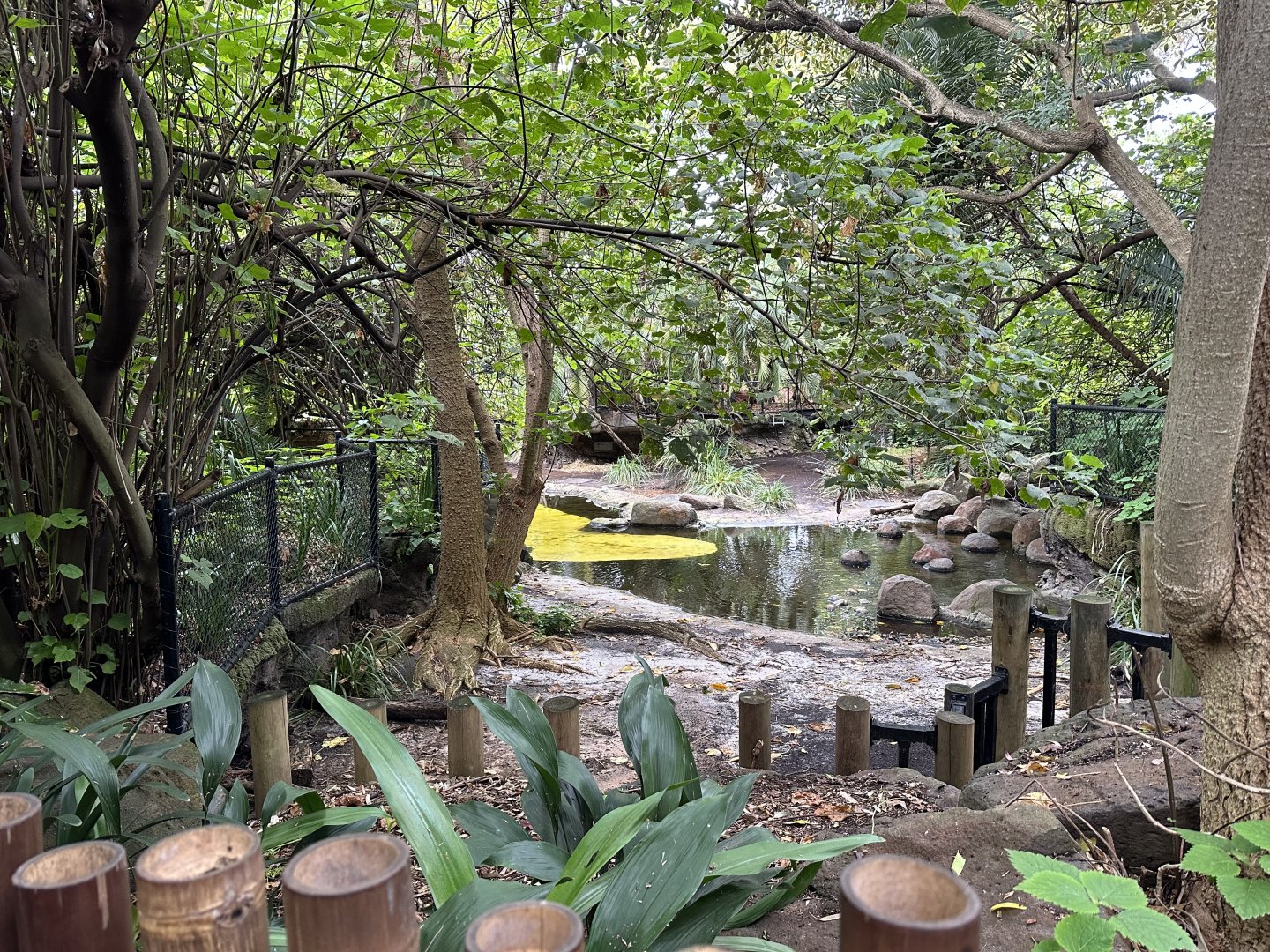 Pygmy Hippopotamus Exhibit