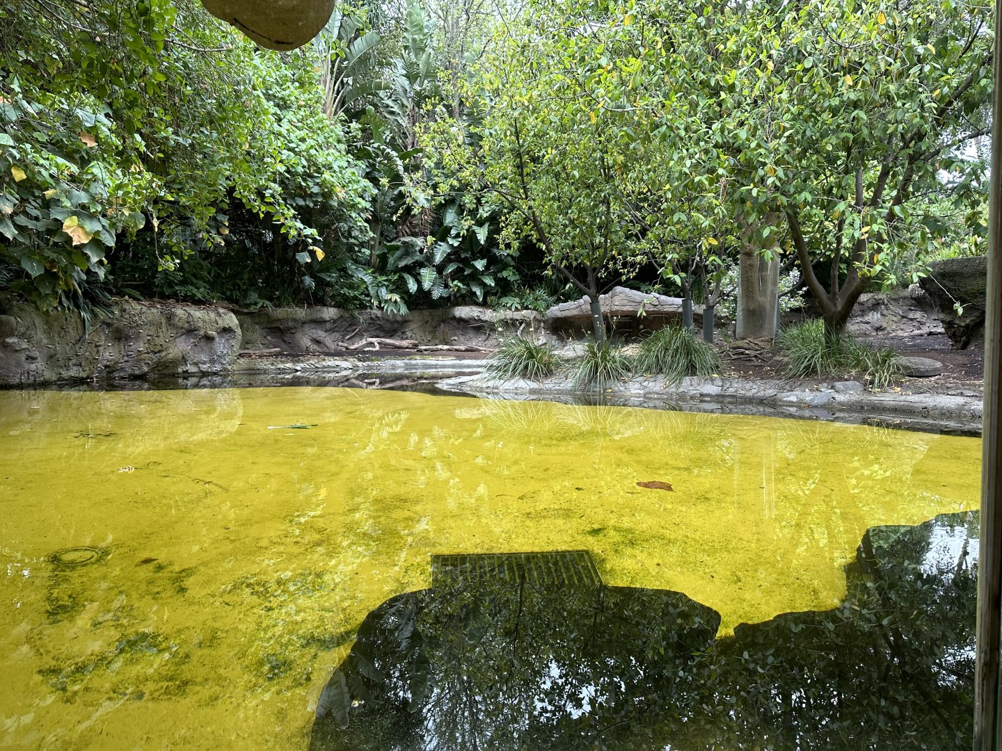 Pygmy Hippopotamus Exhibit