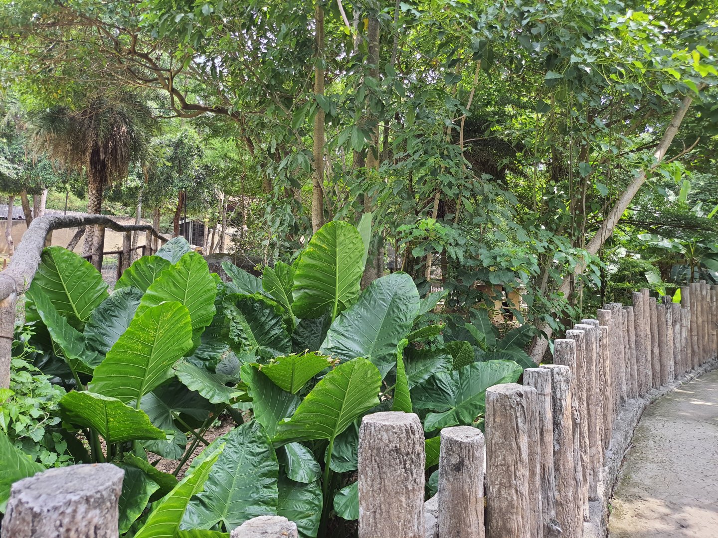 Pygmy Hippopotamus exhibit