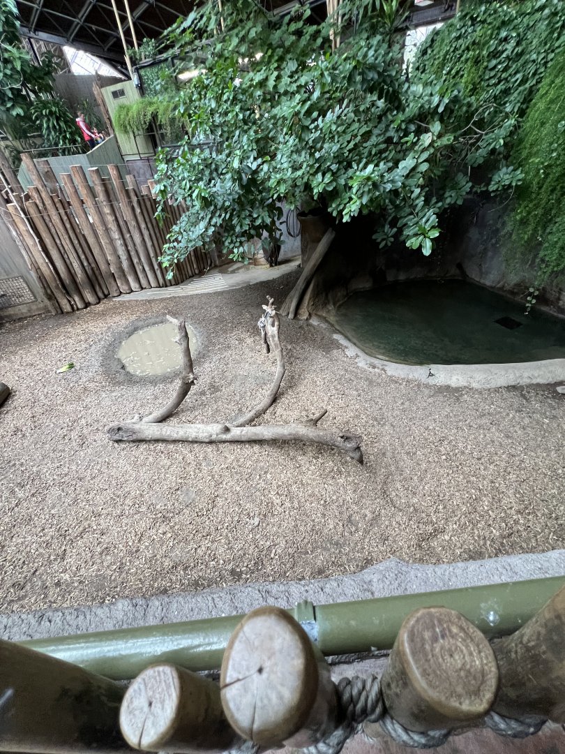 Pygmy Hippopotamus Exhibit