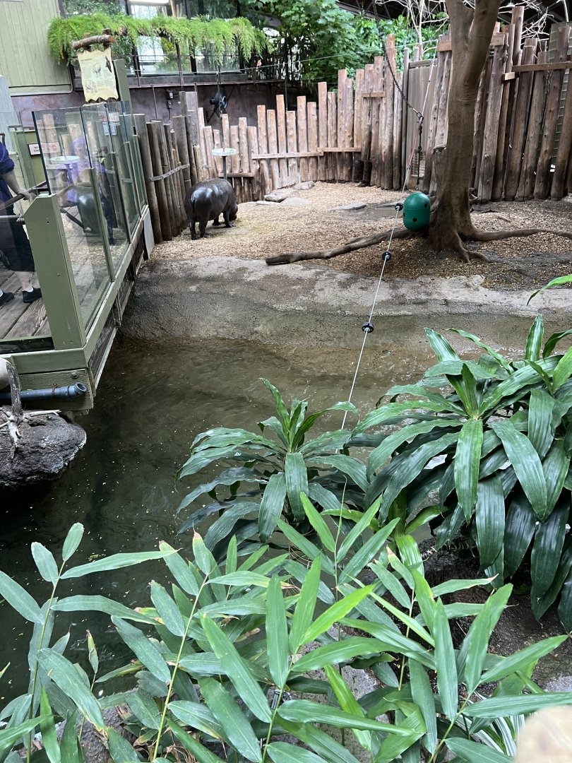 Pygmy Hippopotamus Exhibit
