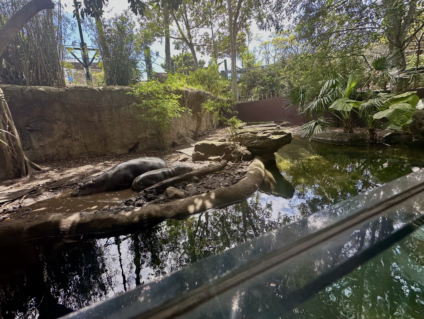 Pygmy Hippopotamus Exhibit