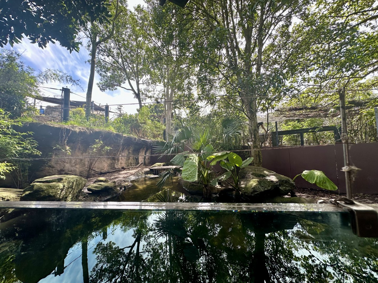 Pygmy Hippopotamus Exhibit