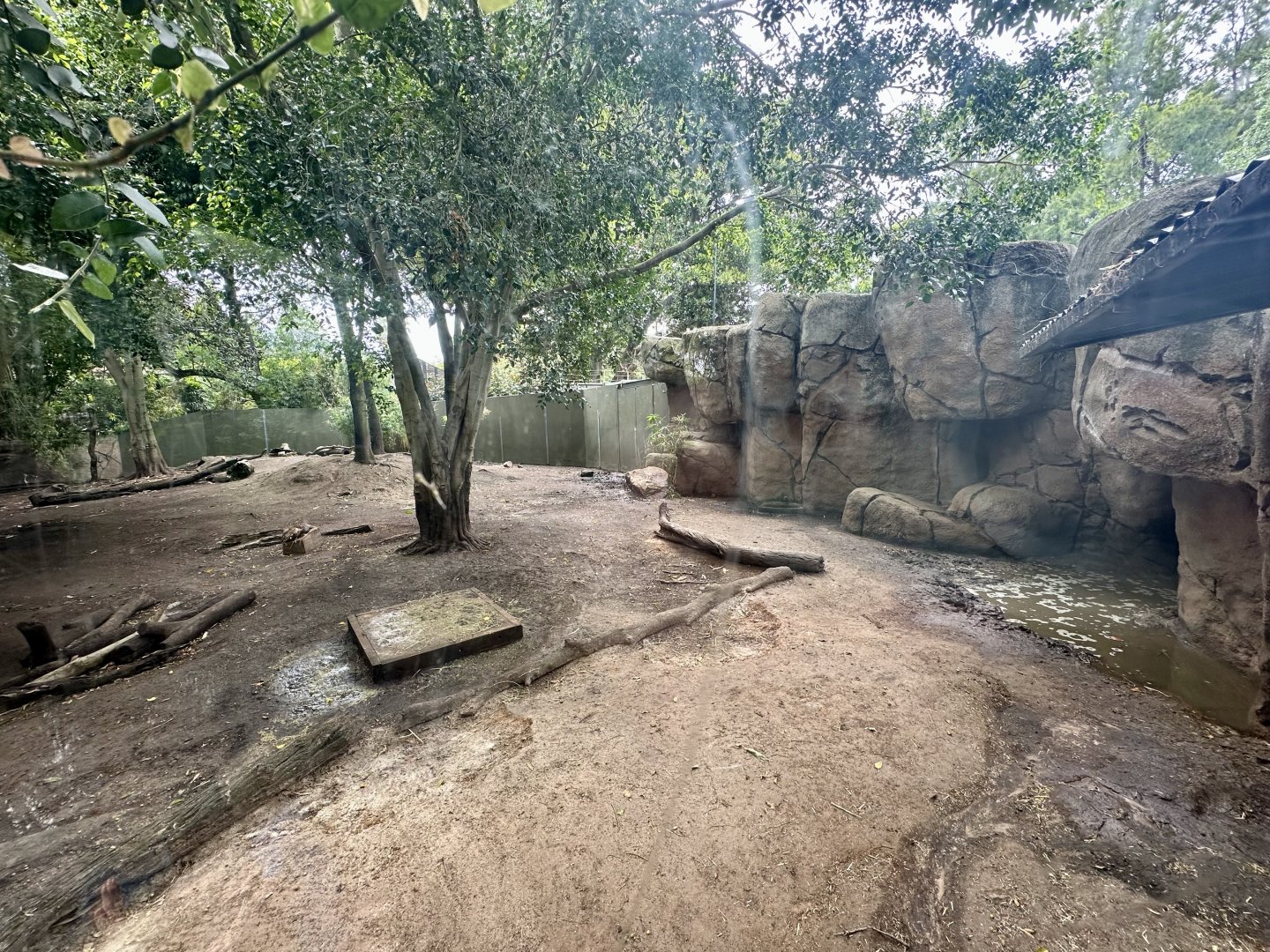 Pygmy Hippopotamus Exhibit