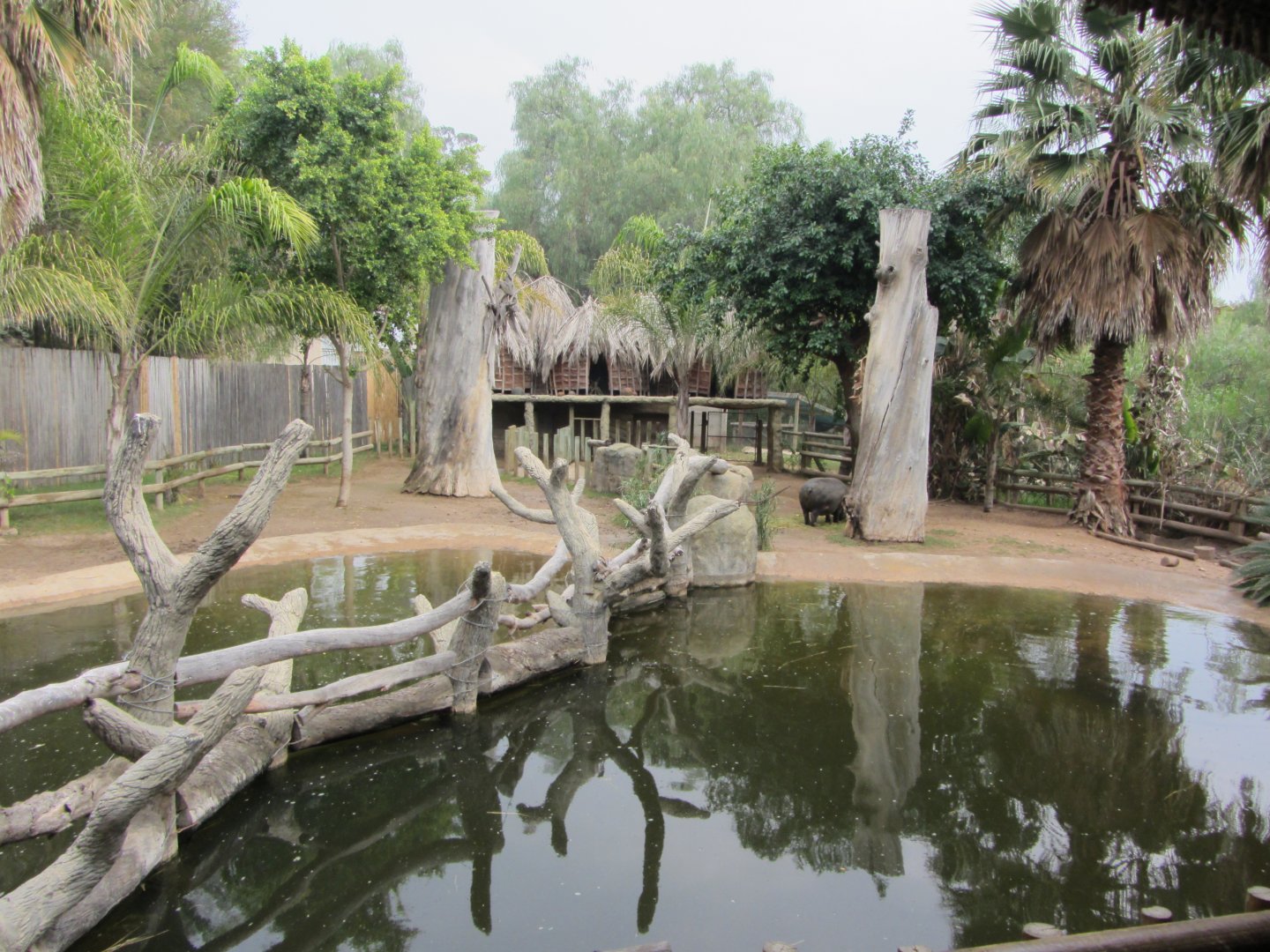 Pygmy Hippopotamus Exhibits