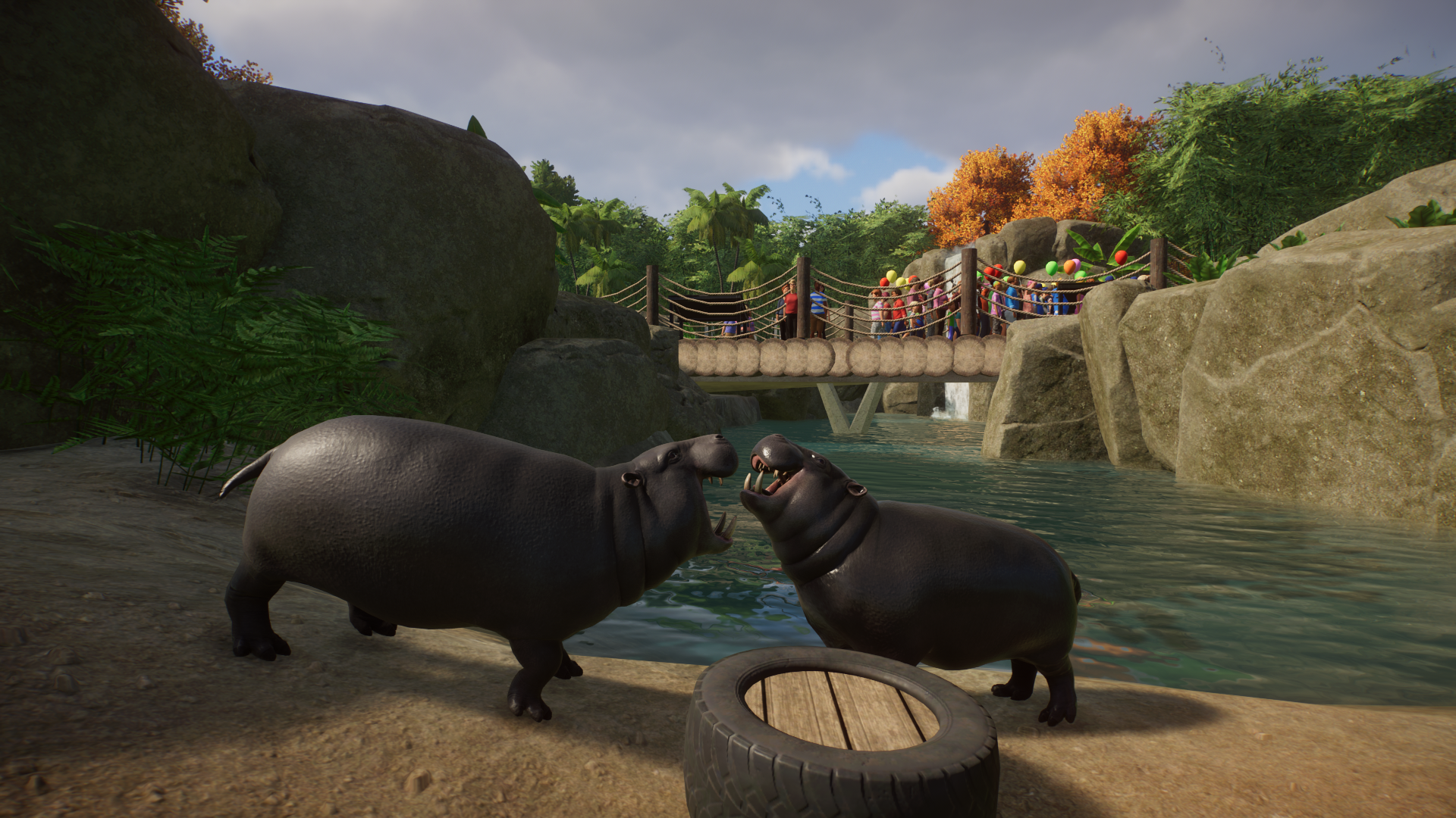 Pygmy Hippopotamus Fight