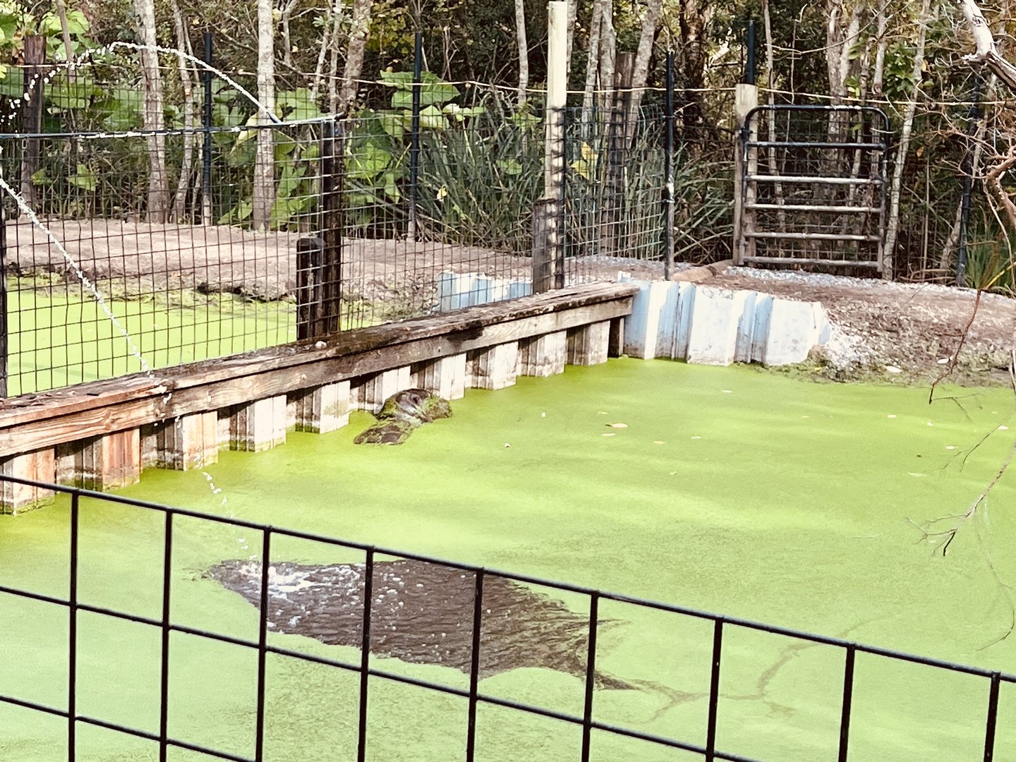 Pygmy Hippopotamus Habitat