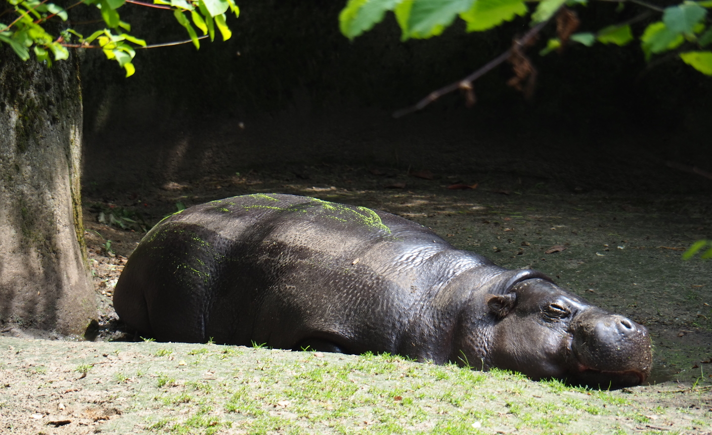 Pygmy hippopotamus (Hexaprotodon liberiensis), 2019-07-21