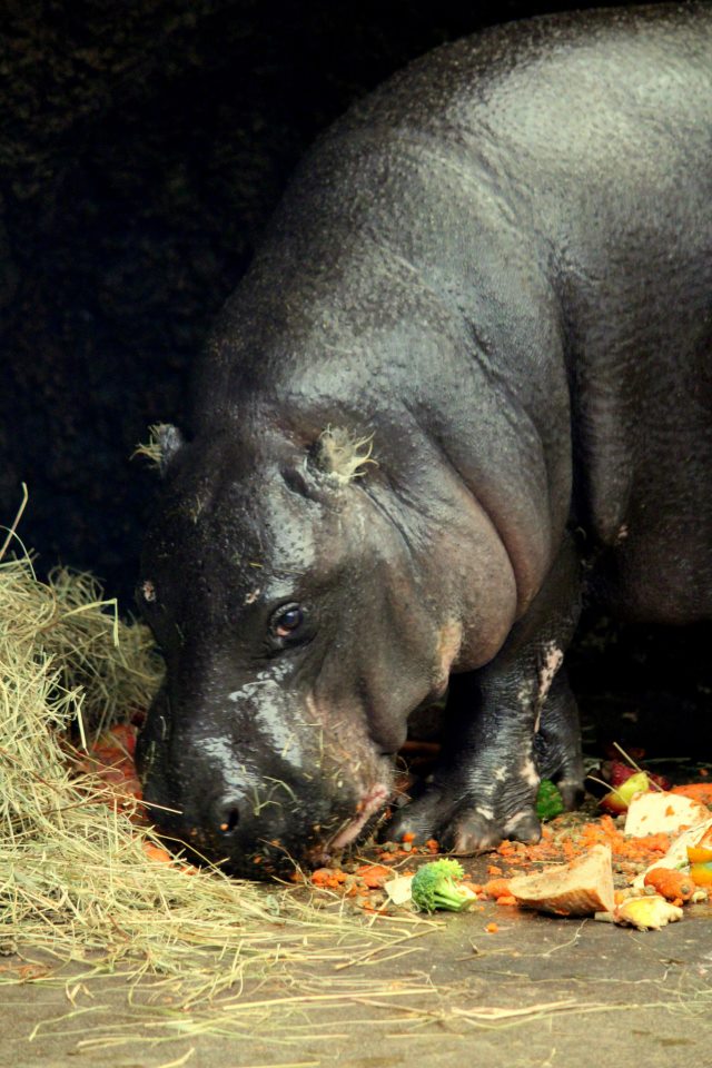 Pygmy Hippopotamus (Hexaprotodon liberiensis / Choeropsis liberiensis)