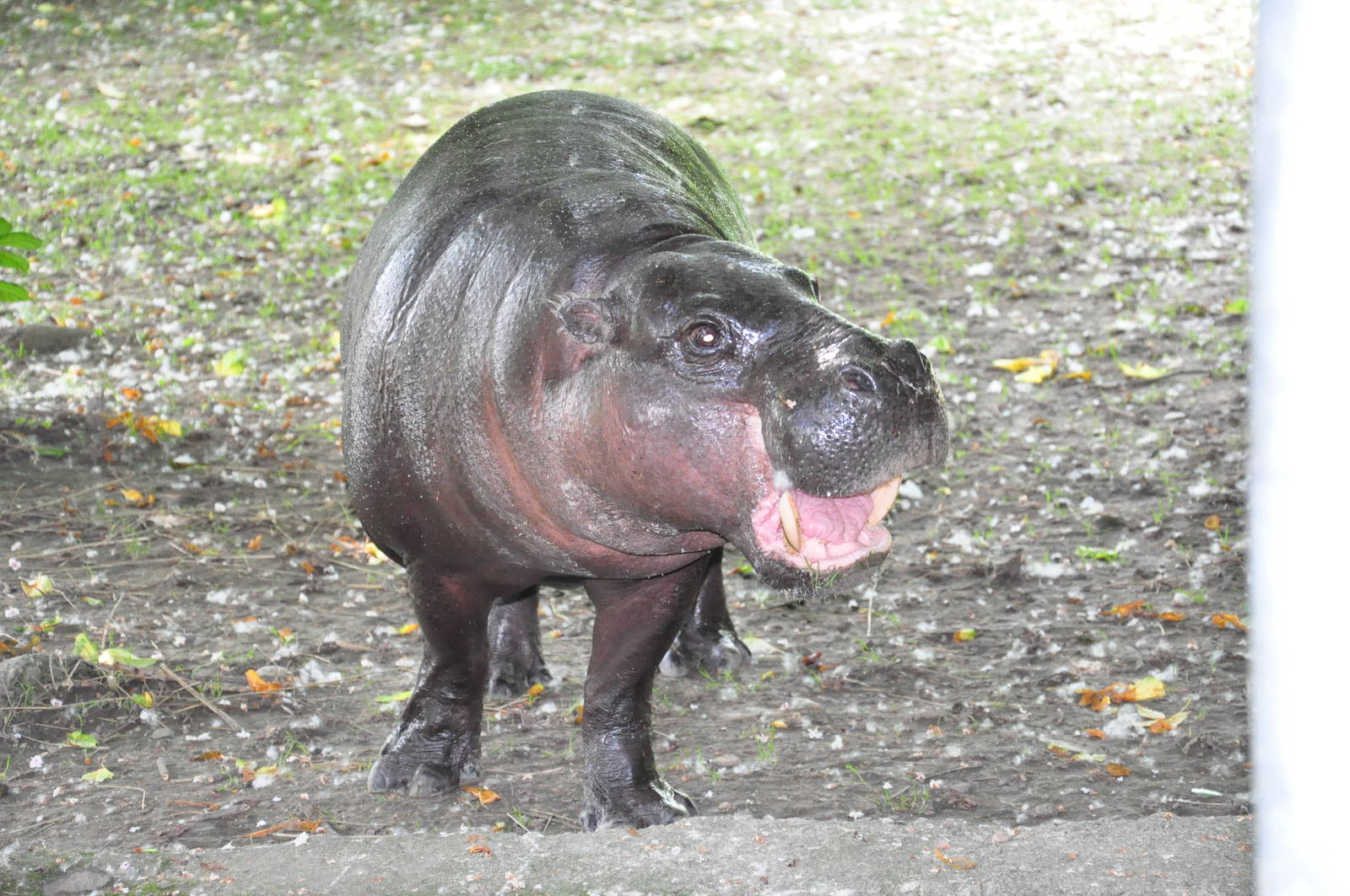 Pygmy hippopotamus/ Hexaprotodon liberiensis