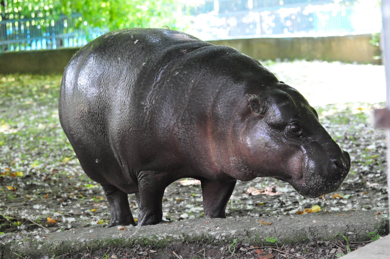 Pygmy hippopotamus/ Hexaprotodon liberiensis
