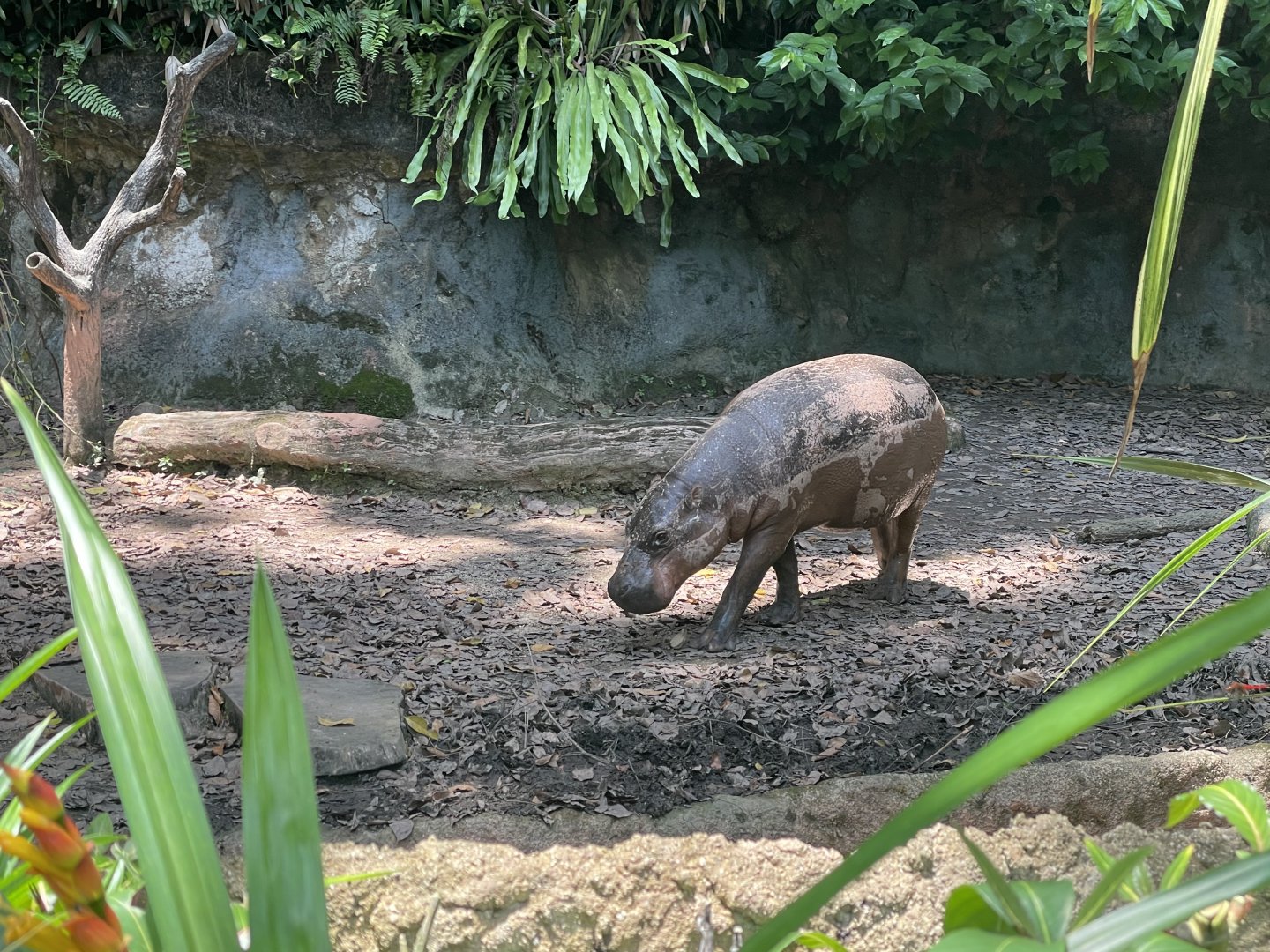 Pygmy Hippopotamus (Hexaprotodon liberiensis)