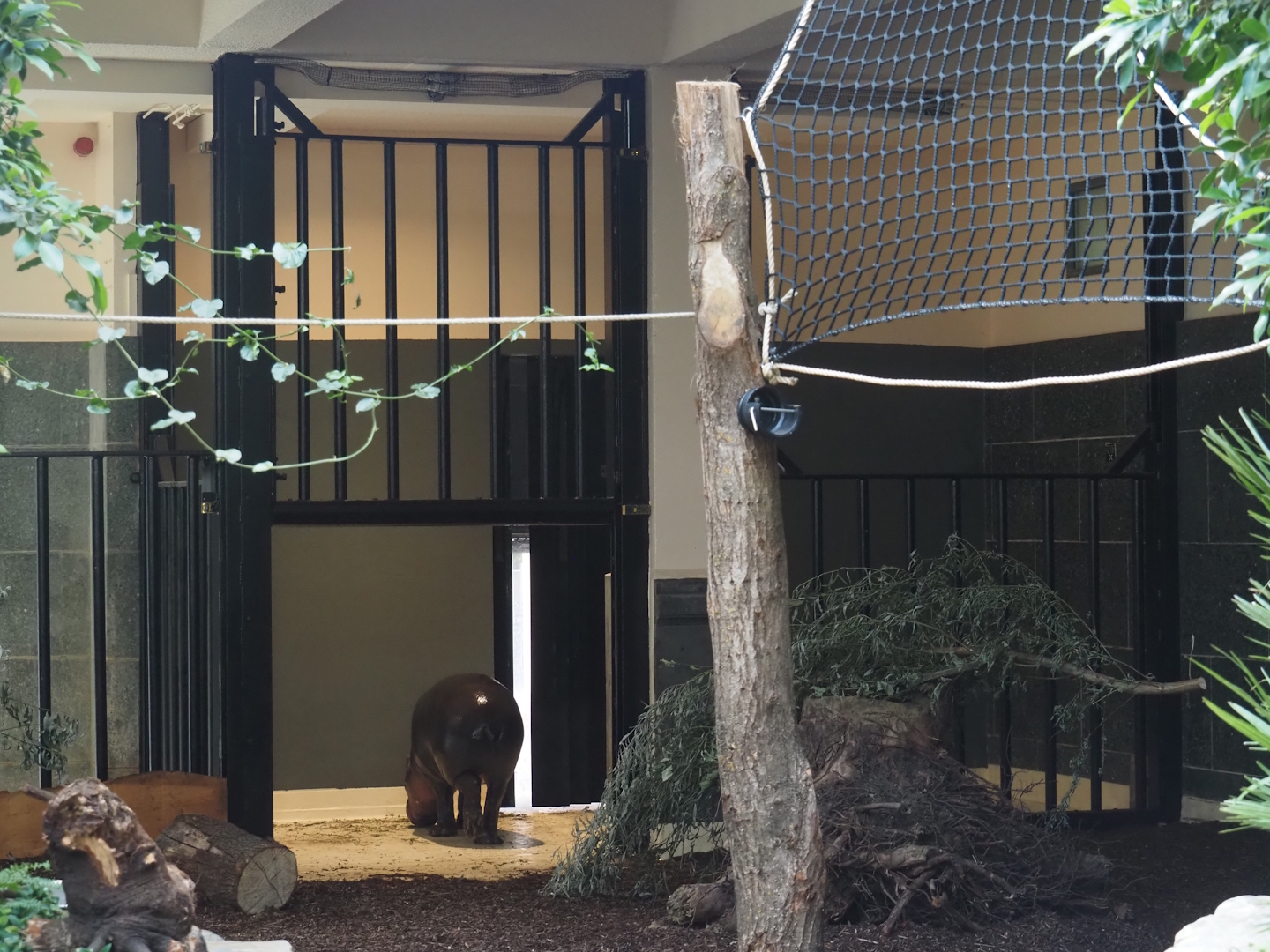 Pygmy hippopotamus holding paddock between indoor and outdoor exhibits, 2025-07-21