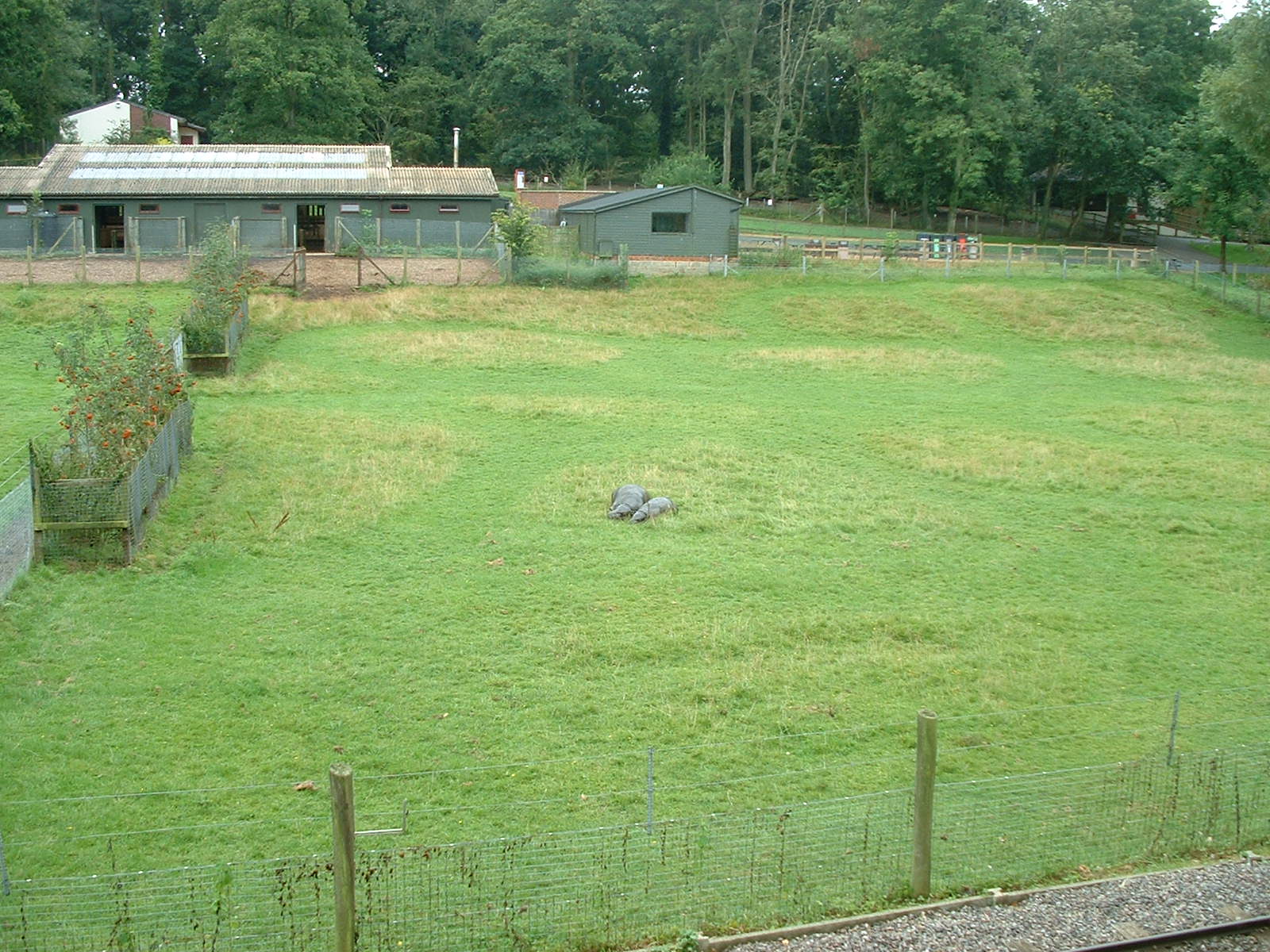 Pygmy Hippopotamus House & Enclosures - Marwell 2007