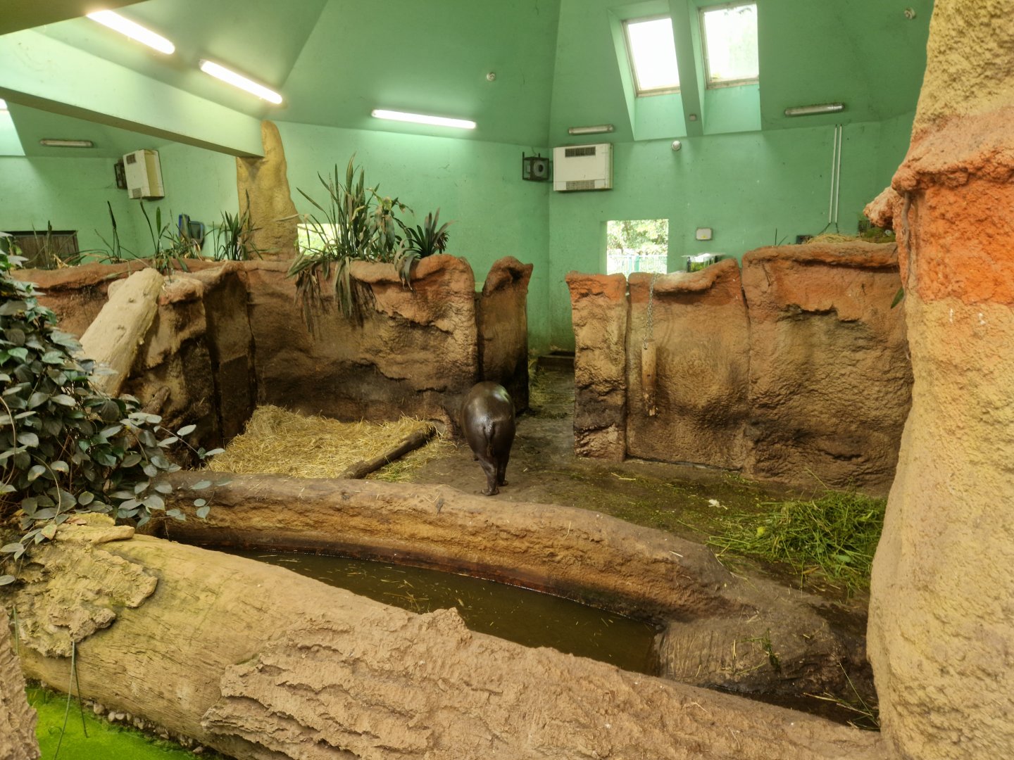Pygmy hippopotamus indoor enclosure