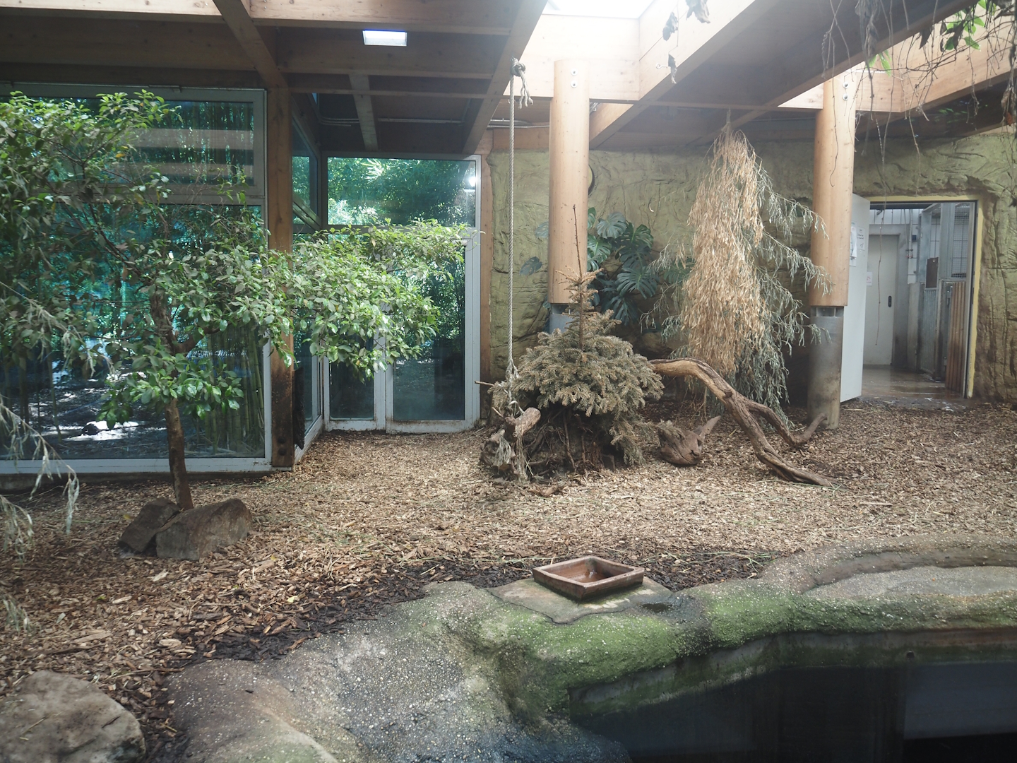 Pygmy hippopotamus indoor exhibit, 2024-06-08