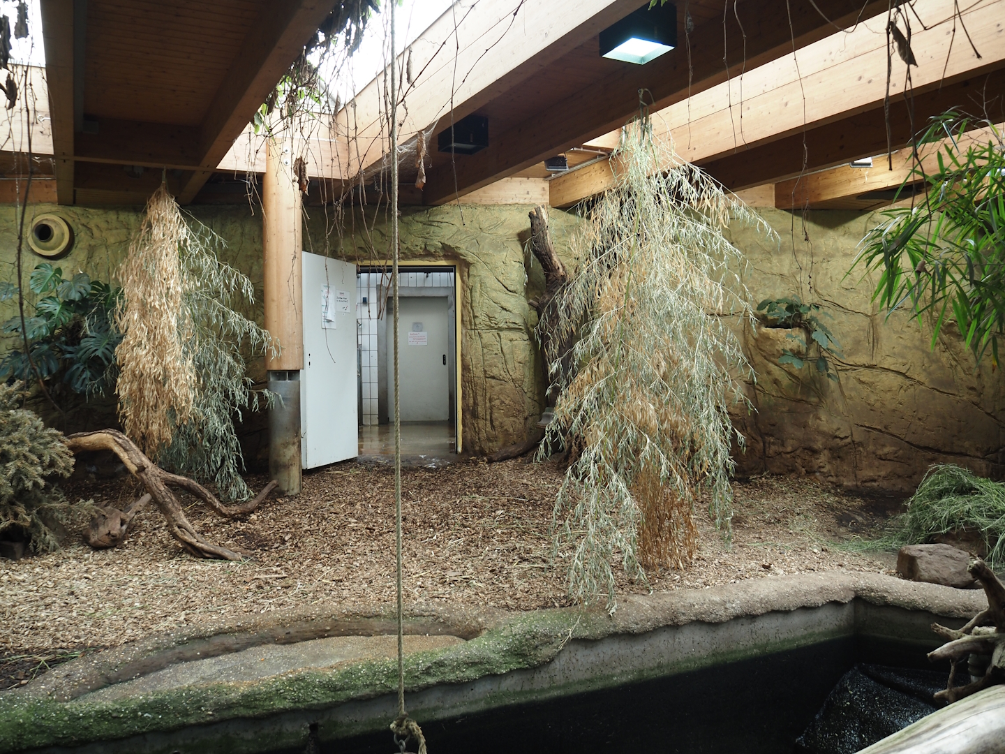 Pygmy hippopotamus indoor exhibit, 2024-06-08