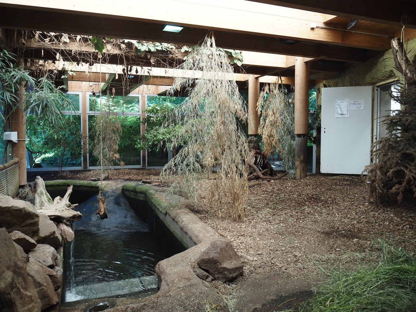Pygmy hippopotamus indoor exhibit, 2024-06-08