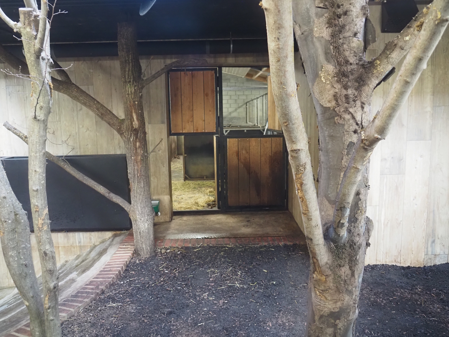 Pygmy hippopotamus indoor exhibit, 2025-09-30