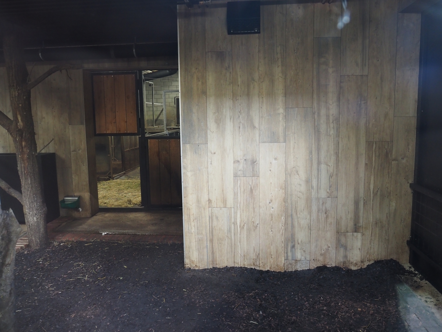 Pygmy hippopotamus indoor exhibit, 2025-09-30