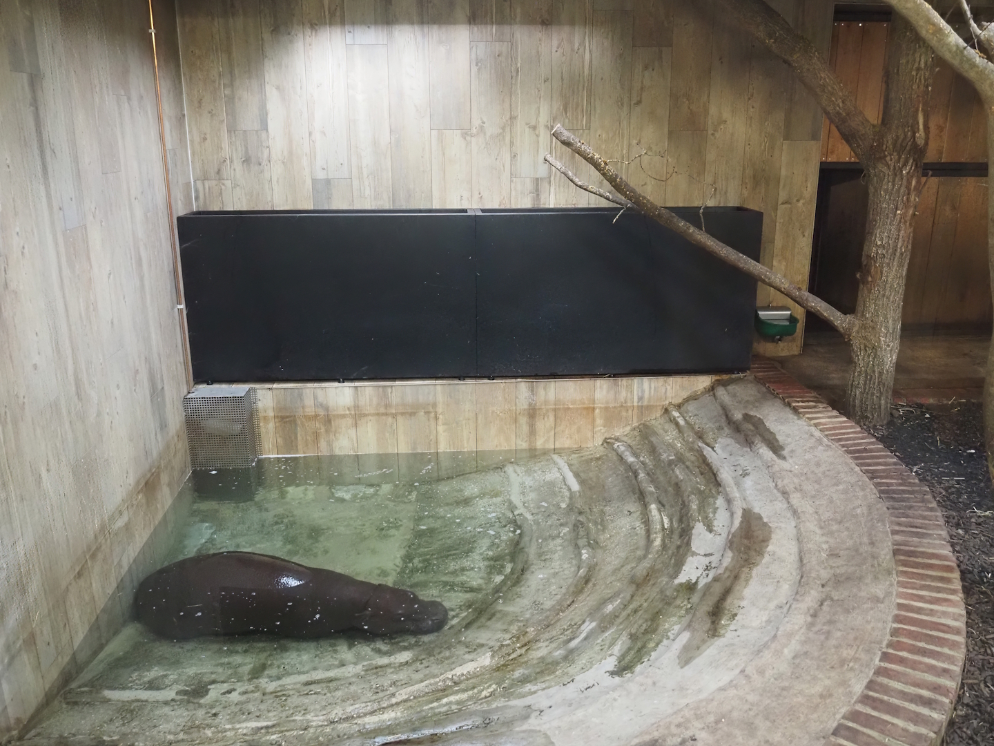 Pygmy hippopotamus indoor exhibit - Indoor pool, 2025-09-30
