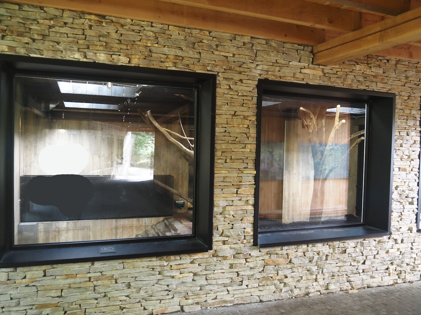 Pygmy hippopotamus indoor exhibit viewing windows, 2025-09-30
